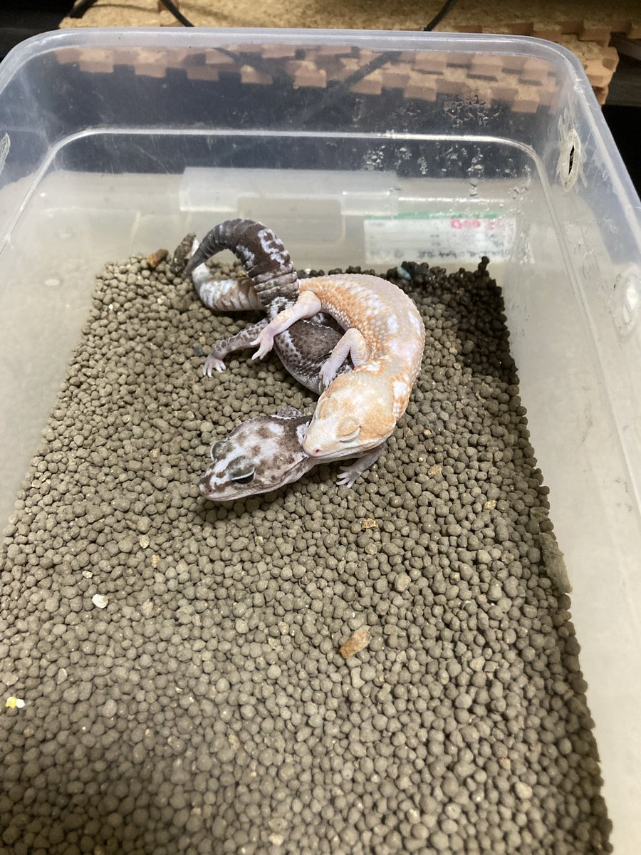 leopalabo's tweet image. 今シーズンも始まりました。
一発目はWOアメルズールーhetオレオ×オレオズールーです。
今年は盛りが早いぞ？！