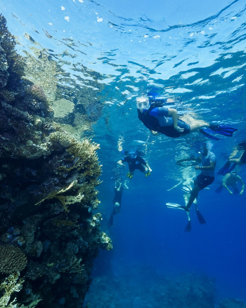FSSharmElSheikh's tweet image. Ready to dive in? Book your underwater adventure with @Sinaiblues and explore the vibrant magic of the Red Sea colorful reefs, marine life, and endless wonder await.

📷 @lilaphoto
#Fourseasons #FSSharmElSheikh #SharmElSheikh