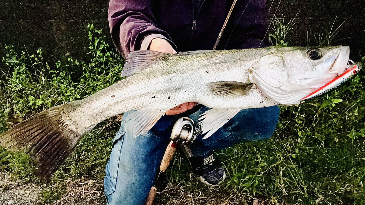 rikuya_seabass's tweet photo. しごおわフィッシュ！
タモ入れミスって1匹タモ化けしたけどなんとか1キャッチ！

 #シーバス  #タックルハウス  #TKLM 
@tacklehouse https://t.co/MmpgsCq4XS