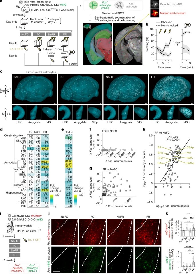CreaBioarray's tweet image. Astrocytes: The Secret Boosters of Long-Term Memory Stability!
nature.com/articles/s4158…