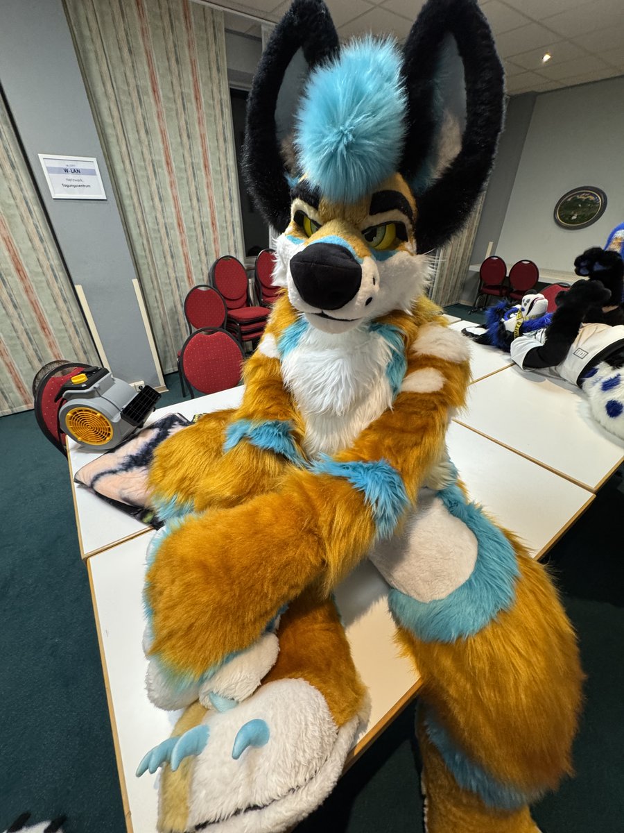 Sits down and listens to your story.
#FursuitEveryday #FursuitFriday #dingo #CuteFursuits #fursuiter
📷 <a href="/BigCee/">Cee</a>