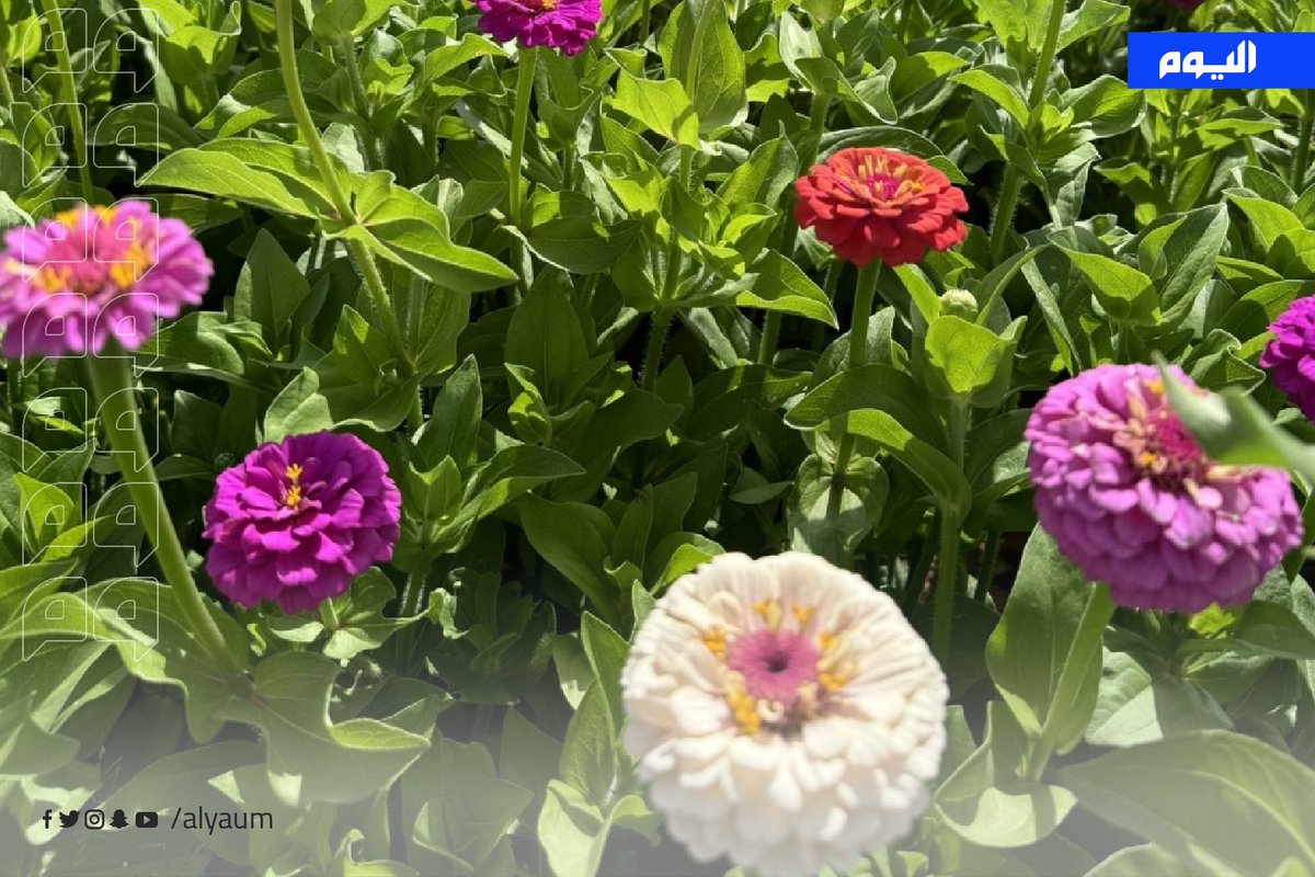 صحيفة اليوم tweet media