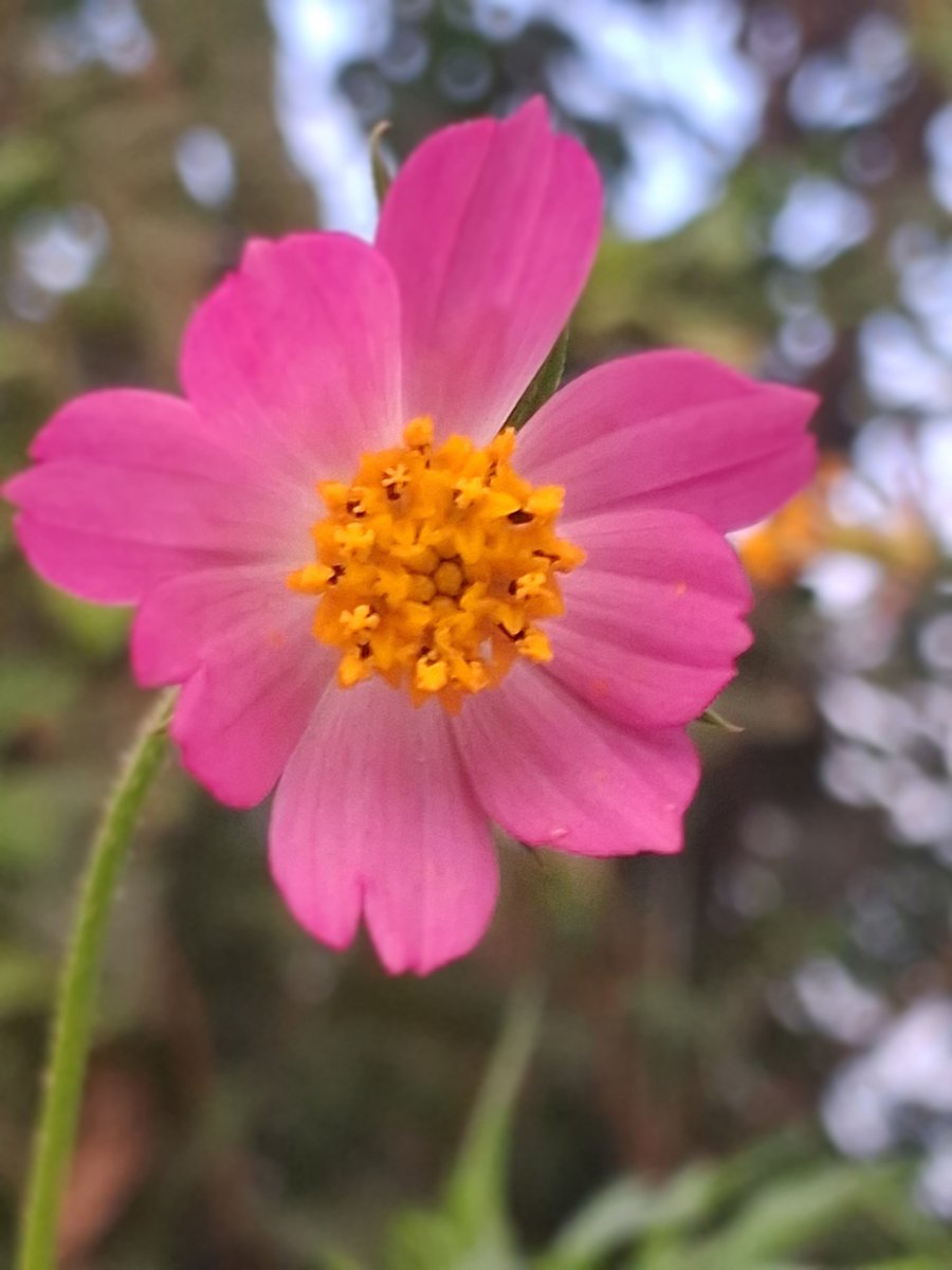 dambale_kamesh's tweet image. #माझा_क्लिक_२०२५
#My_Click_2025
#theme_pic_India_flowers
#Nature
#निसर्ग
#NaturePhotography
#𝕂𝕒𝕞𝕖𝕤𝕙_𝕒𝕟𝕕_ℙ𝕒𝕥𝕙𝕨𝕒𝕪𝕤