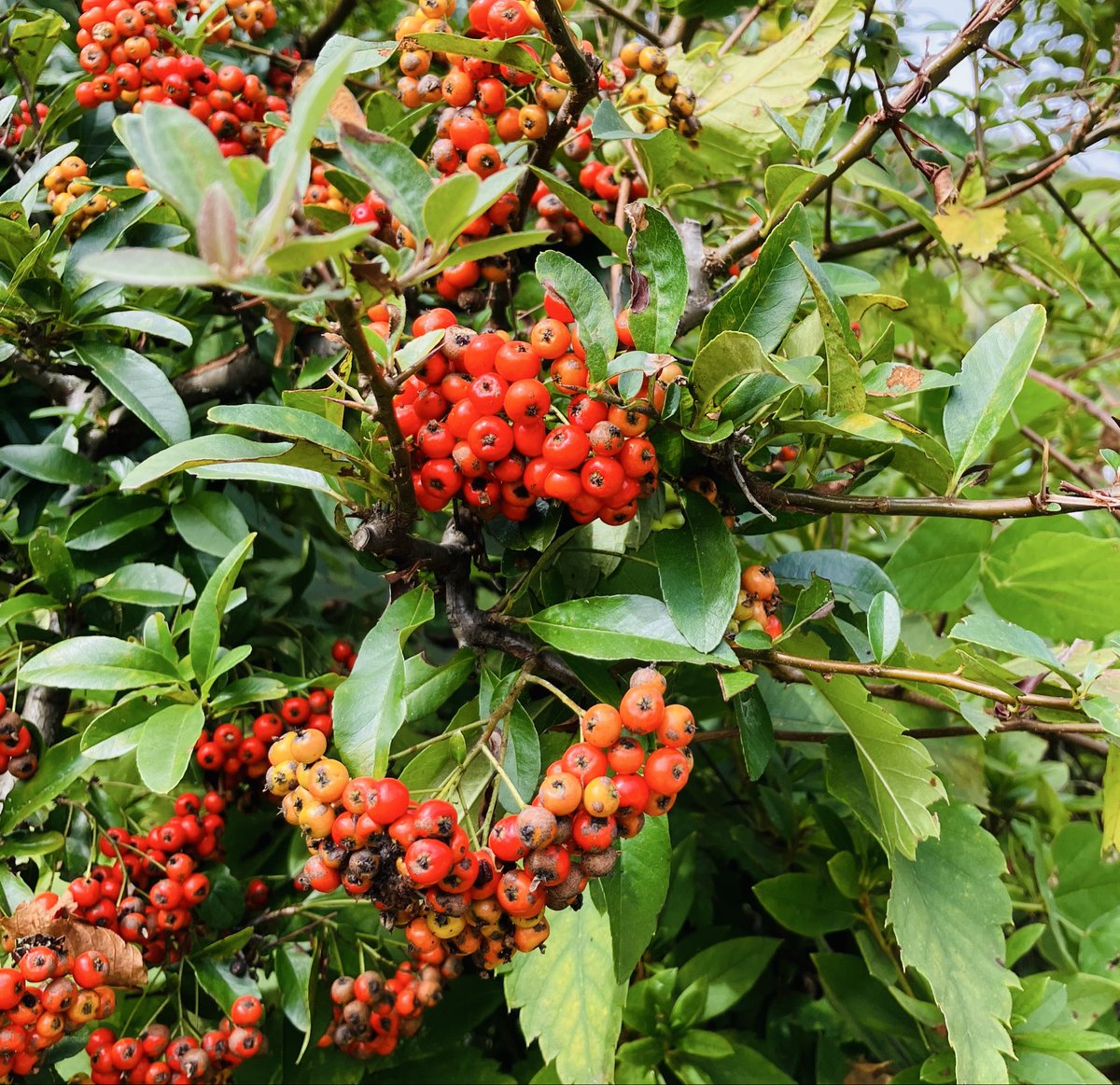 本日のradio♬
 #fmfuji  #フライデーパンチ
Lea’s Style♪15:00〜

「ピラカンサ」って植木、ご存知ですか？
きっと、何処かで見たことあると思うんです😄
ヨーロッパのお宅でもよく見かけます✨
お楽しみに💕