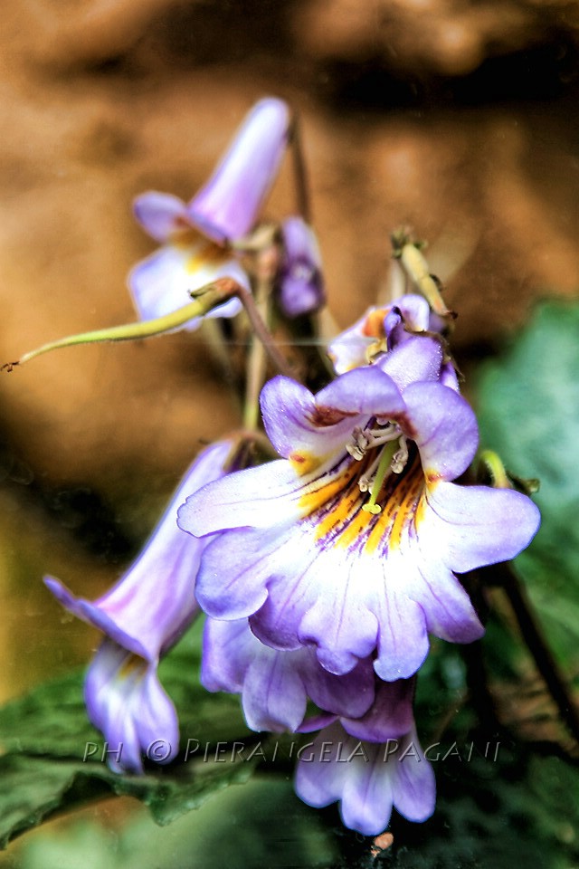 @ferrarisergio4 tweet media