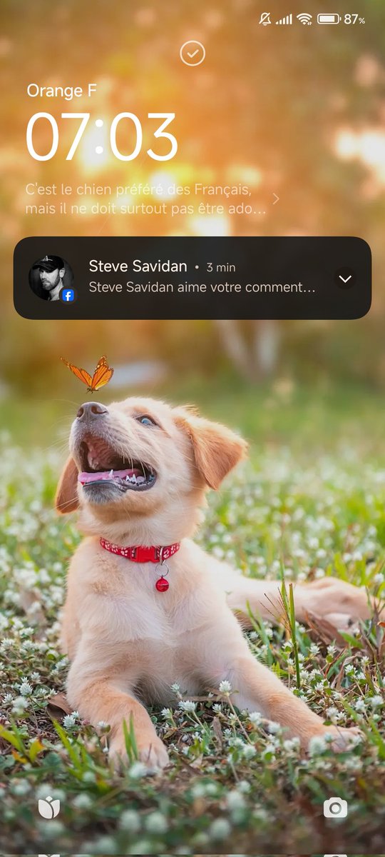 la pioche scout tweet media