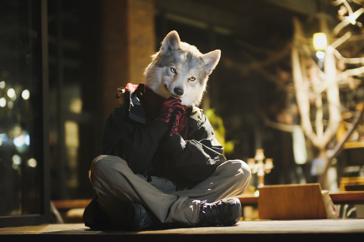 DOUGLAB_Ashen's tweet image. Ashen today: quiet mode.

#FursuitFriday 
#fursuit #wolf 
#DOUGLAB