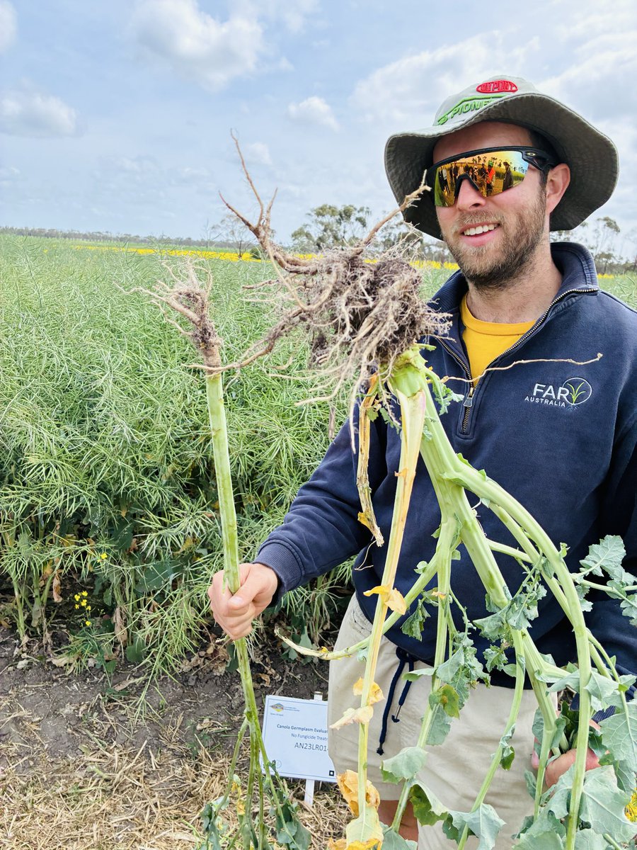 Spent the day with our #Agronomy students at the Field Applied Research (FAR) Australia Ltd research site near Inverleigh. We learnt a lot from #sowing_time to #phenology, #diseases to #weed management, and #hyperyielding crops to #break_crops. Thanks to our wonderful hosts and