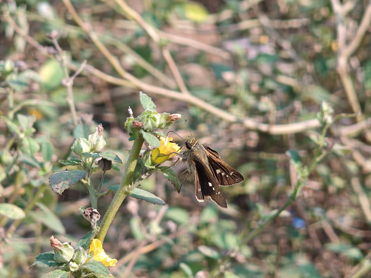 AlamShael's tweet photo. Beautiful camera by @nothing  best camera phone 3 @nothingindia @AkisEvangelidis https://t.co/TwGK0OrxON