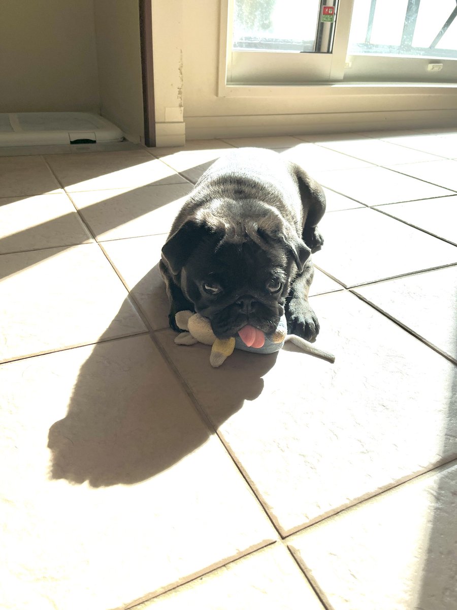 パグ店長 (@manoa47) / Posts / X