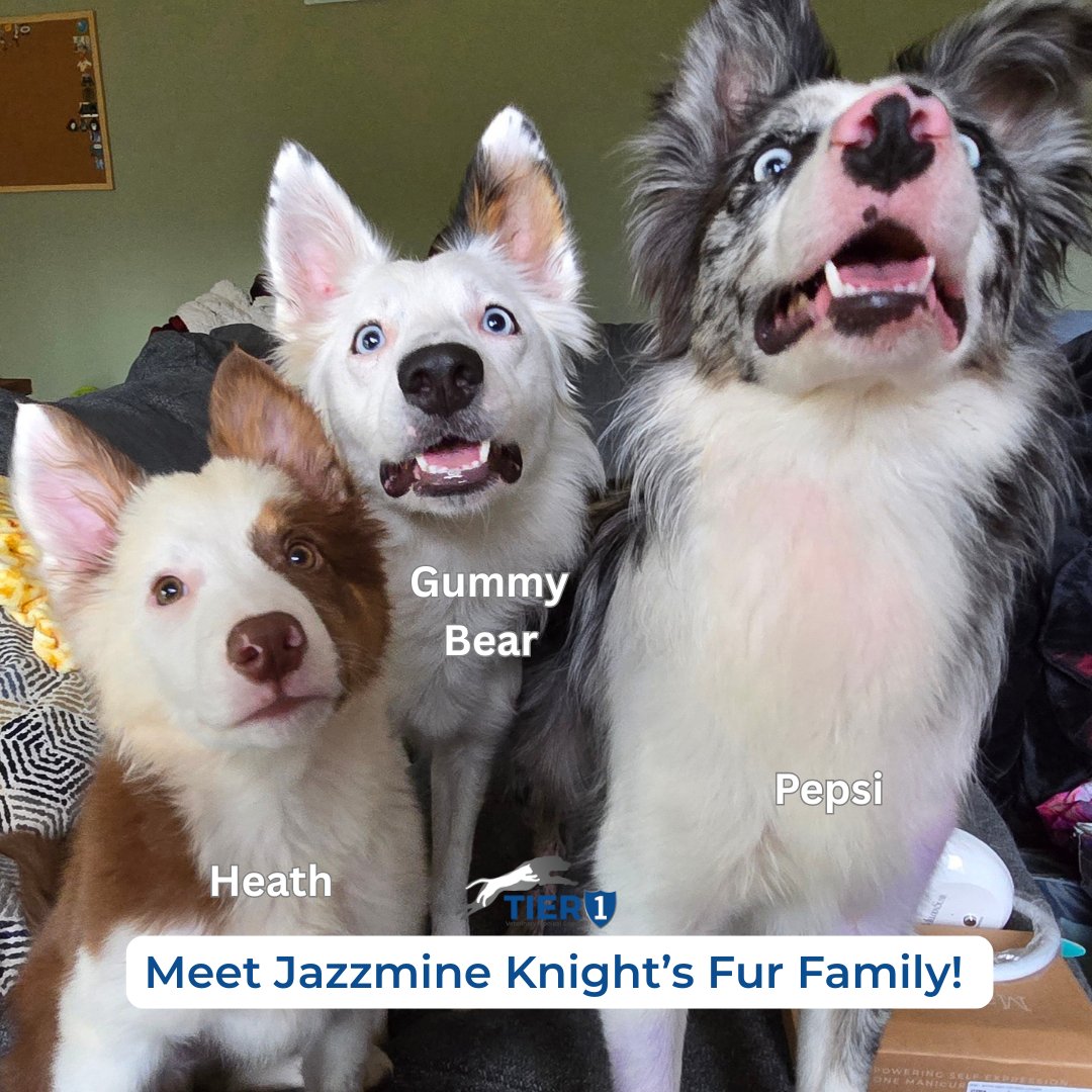 Tier1VetMed's tweet photo. 💙 Wrapping up #VetTechAppreciationWeek with a spotlight on Jazzmine Knight!

These three energetic pups — Pepsi, Gummy Bear, and Heath — keep Jazzmine’s home full of fun, chaos, and love. 🐶

At Tier 1 Vet, Jazzmine brings that same energy and care every day. #Vettech https://t.co/SL6E4euUMu