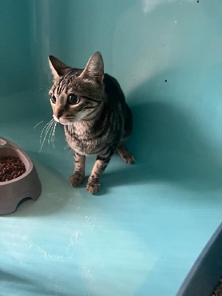 🟢 🐱 Chat trouvé le 16/10/2025 à SOYONS (07).
Femelle / Identifié(e) : Non

☎️ 04.75.41.44.61
📧  valence@spcal.fr

#VigiPets #chatperdu #chattrouve #chat #perdu #trouve