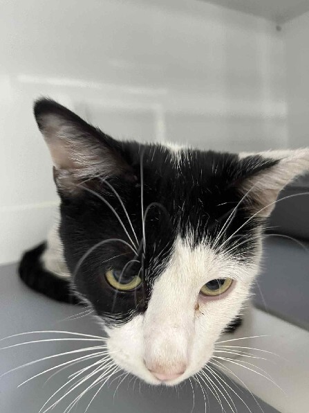 🟢 🐱 Chat trouvé le 14/10/2025 à MARSEILLE 04 (13).
Mâle / Identifié(e) : Non

☎️ 04 88 60 16 16
📧  marseille@sacpa.fr

#VigiPets #chatperdu #chattrouve #chat #perdu #trouve