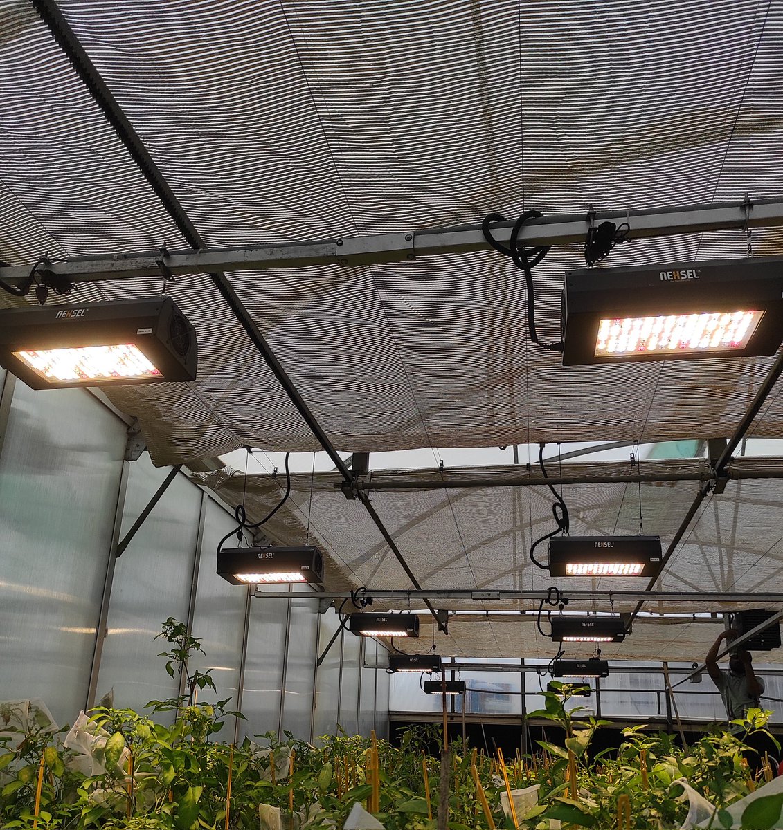 💡 When Sunlight Falls Short! 🌱
Cloudy days? ☁️ Let Supplemental Lighting boost your growth!

✅ Steady growth
✅ Higher yield
✅ Energy smart

🔗 [DLI–PPFD Calculator]
📩 info@nexsel.tech | DM us