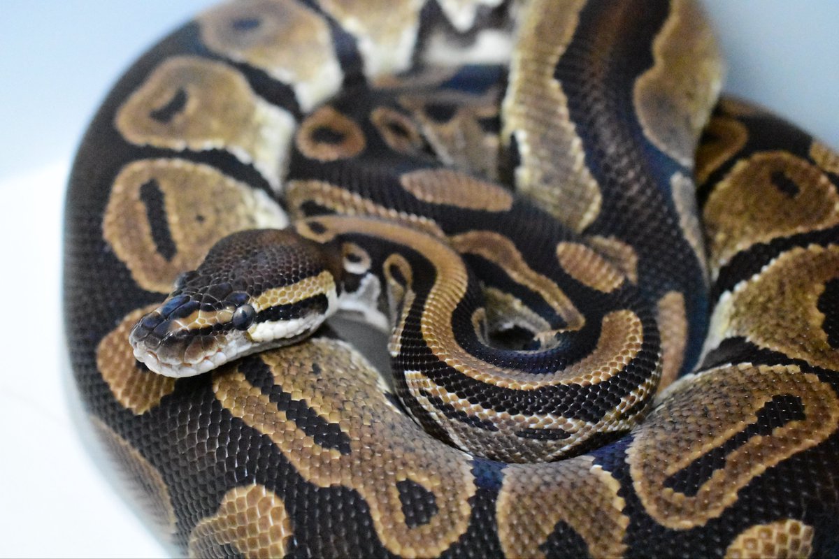 na___Python's tweet image. Russo
結構すきなんだよなー🫶