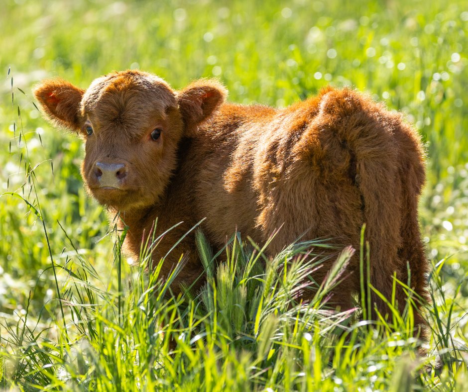 A real sign of Spring is the first Highland calf of the season has arrived, he’s the first to be born here at Marananga not Holy Grail.

Read more Spring updates from around the estate in our monthly newsletter: bit.ly/THW-Oct25