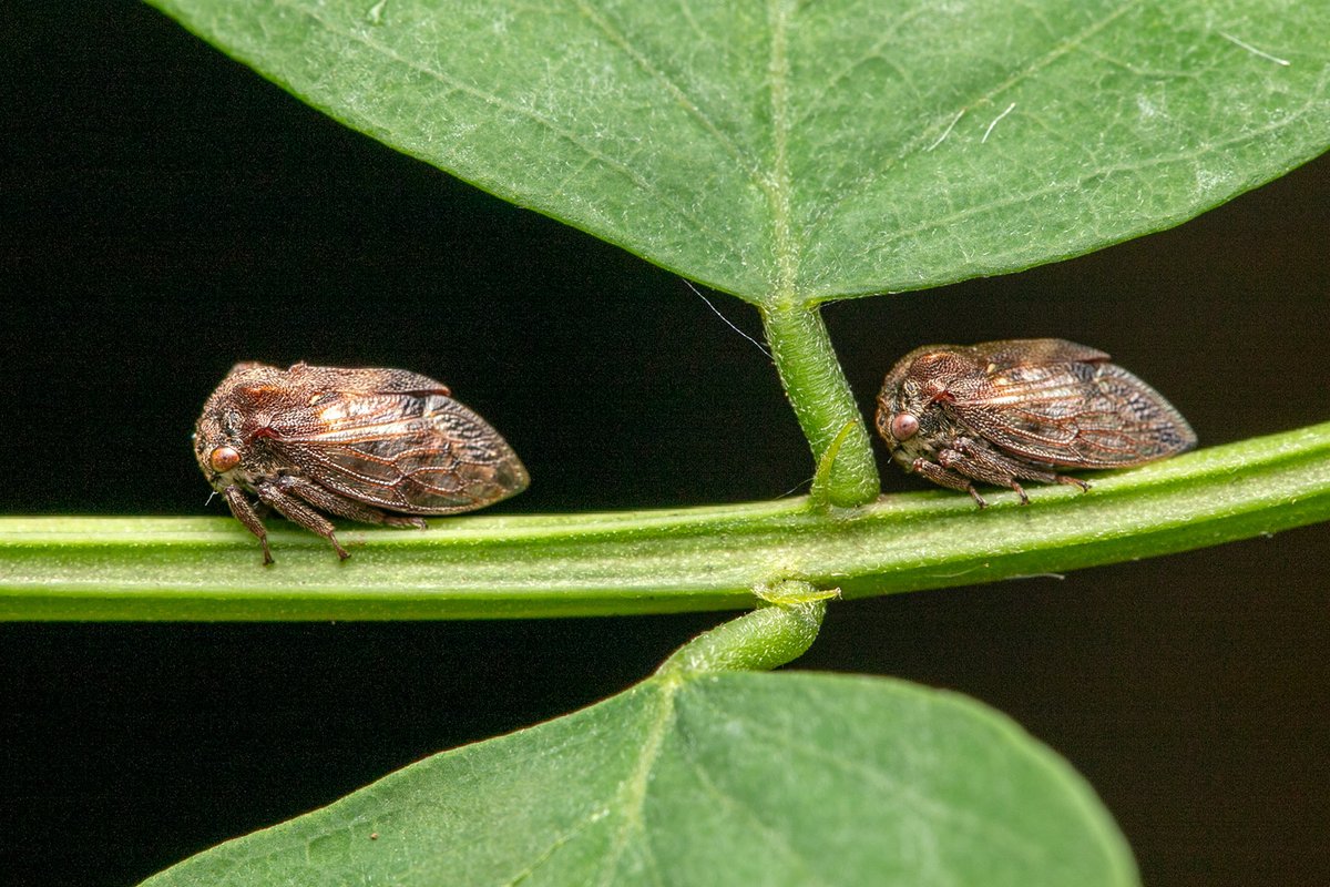 TreehopperGO_GT tweet media