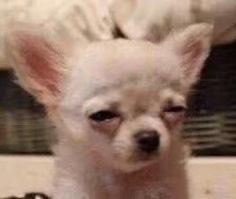 ᅠᅠ✿ 𝐫𝐨𝐦𝐧𝐚𝓵𝐢𝐧. tweet media