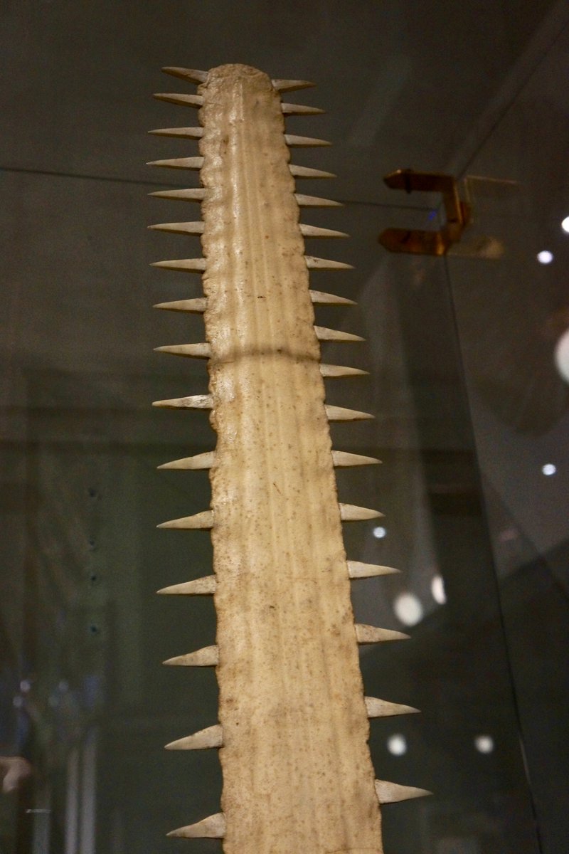 本日、10月17日は国際ノコギリエイの日です。 ノコギリザメに似てます