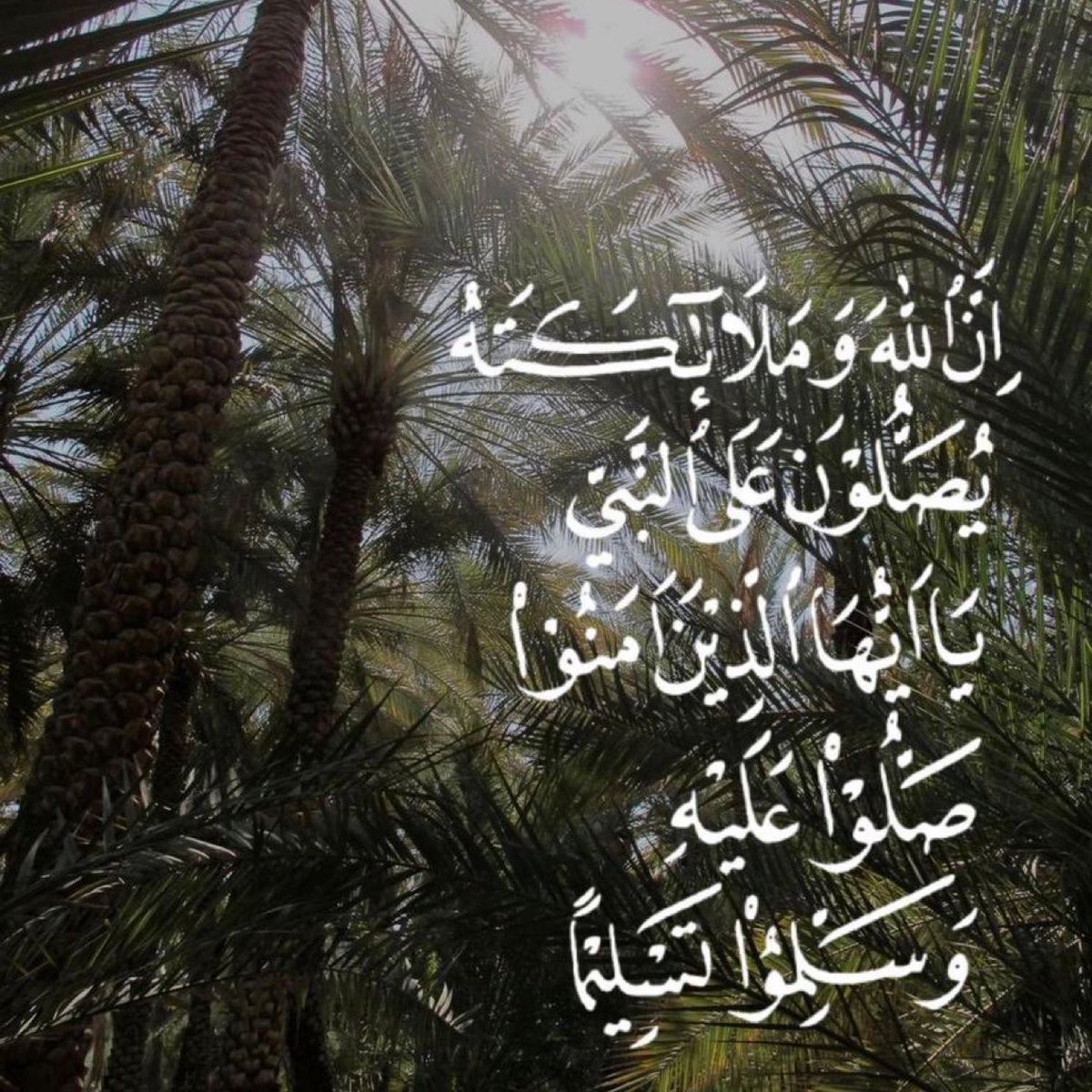 دانه tweet media