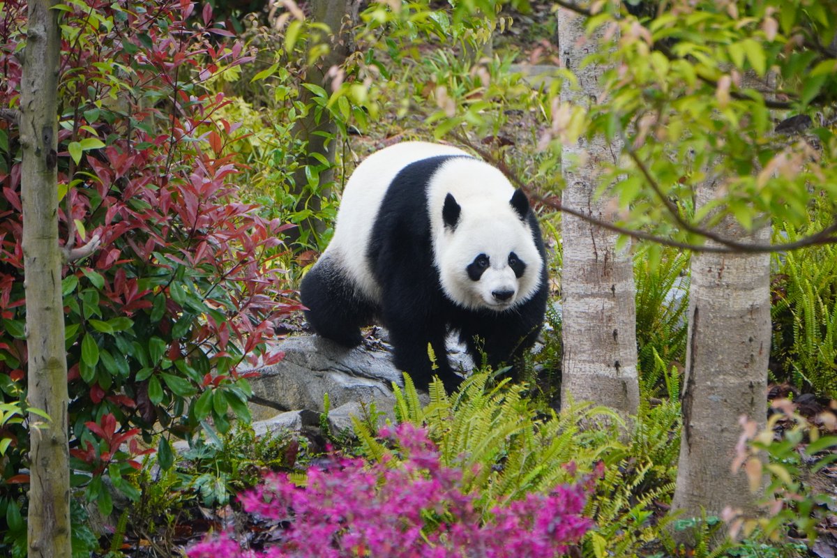 We’re so excited to visit Yuan Meng、Xi Lun and Ya Lun — pandas this weekend! Alex can’t wait to meet them. Don’t miss it!
mypandatours.com/collections/al…
a.Pick the tour number “TOUR #183•Chengdu Panda Base• Saturday 18 October 8:30PM”