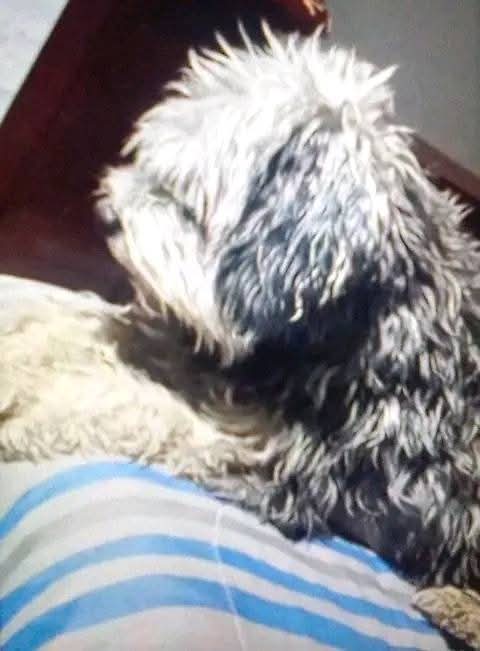 Caruto_2118's tweet photo. @Indie5051 Por cierto,por favor ayuda para difundir a nuestra pequeña que no aparece y seguimos buscando ☹️😭, tiene 11 años, es de tamaño mediana y es muy tranquila, había tenido un padecimiento respiratorio, en cada una de sus patitas traseras tiene una quinta garra,es de tamaño mediana https://t.co/schsRSTKfn