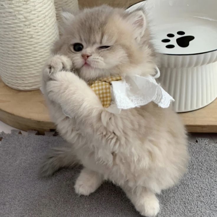 白岩瑠姫 猫