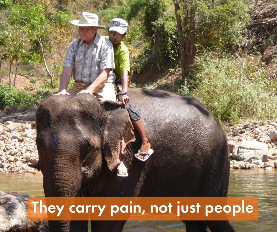MoveTheWorldIN's tweet image. What feels like a once-in-a-lifetime ride for you is a lifetime of misery for the elephant. Taken from their families, beaten to obey, and worked until they break. They don’t deserve that torture, they need our help.

#ElephantAbuse #WildlifeNotEntertainment #SayNoToRides…