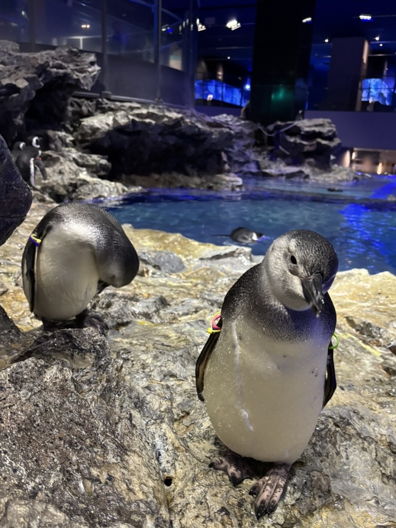 プールでの生活にすっかり慣れてきた、あられとつづみ🐧🐧 あられは