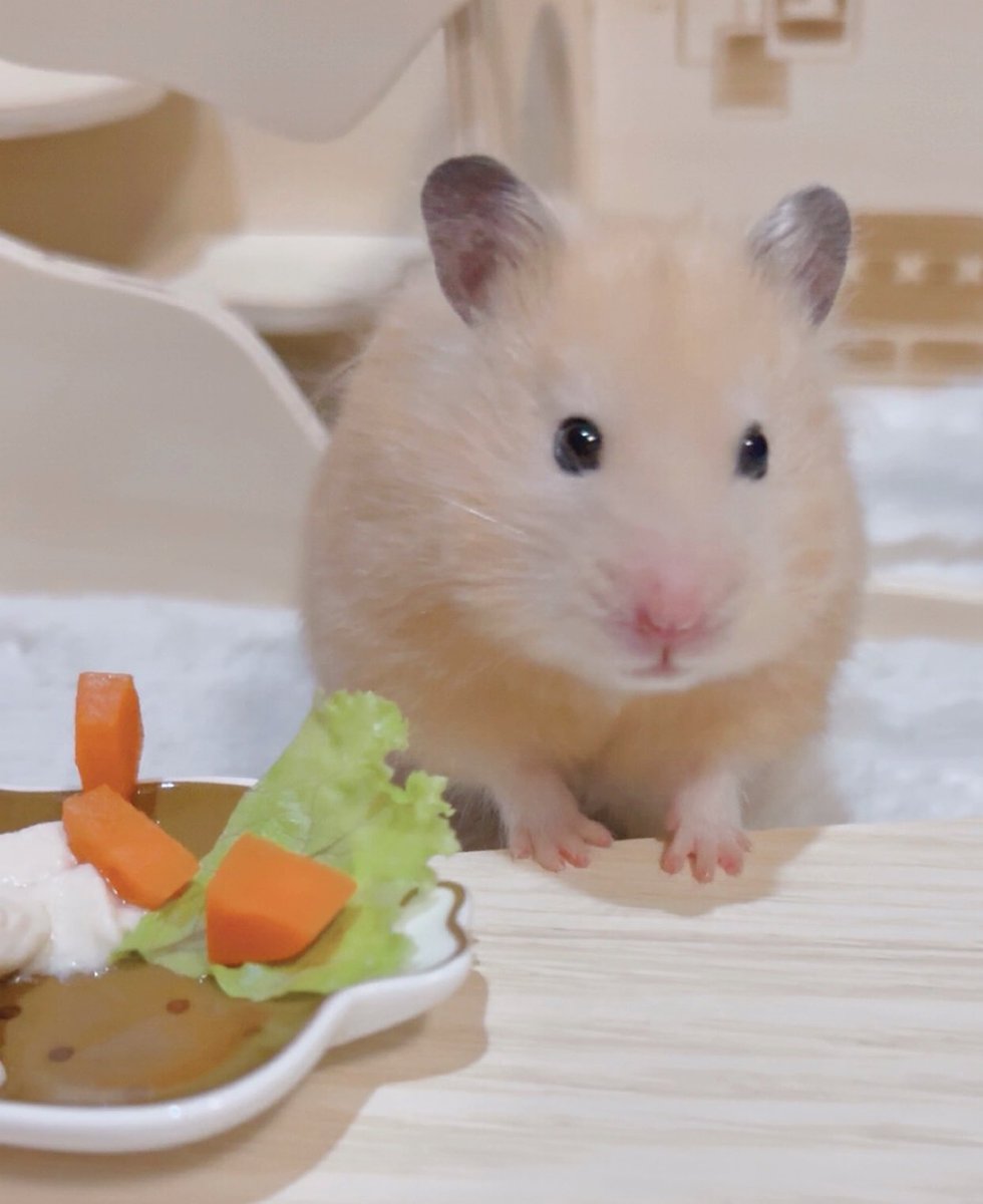 にんじん茹でたら食べてくれてた🥕！！キャベツも茹でてみようと思ったのに今日買ってない(ｐ ̫Ｔ)