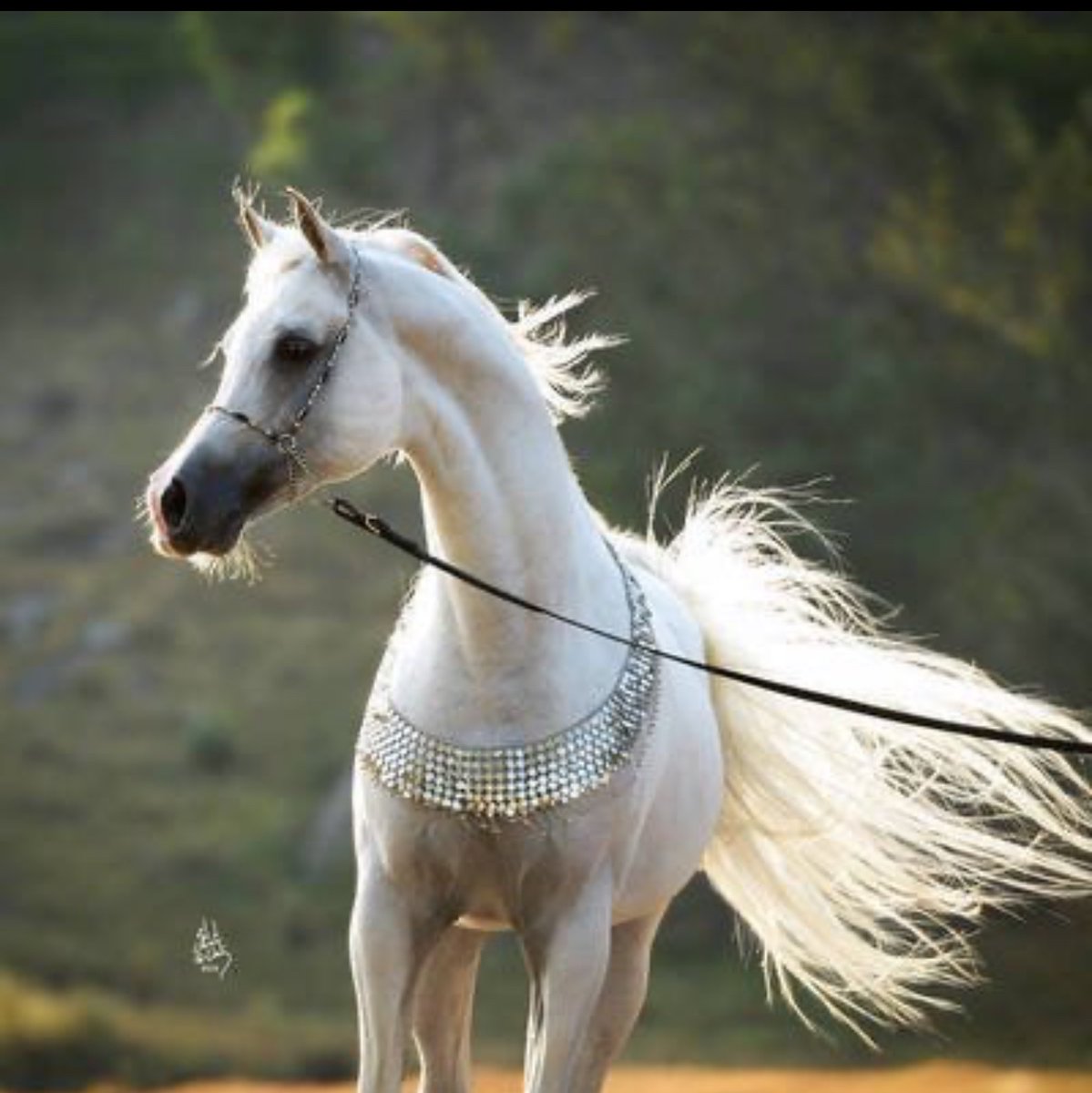 اللي ما يجيك من طيب خاطر …
لا تكثر عليه المراسيل…

#صباح_الخير