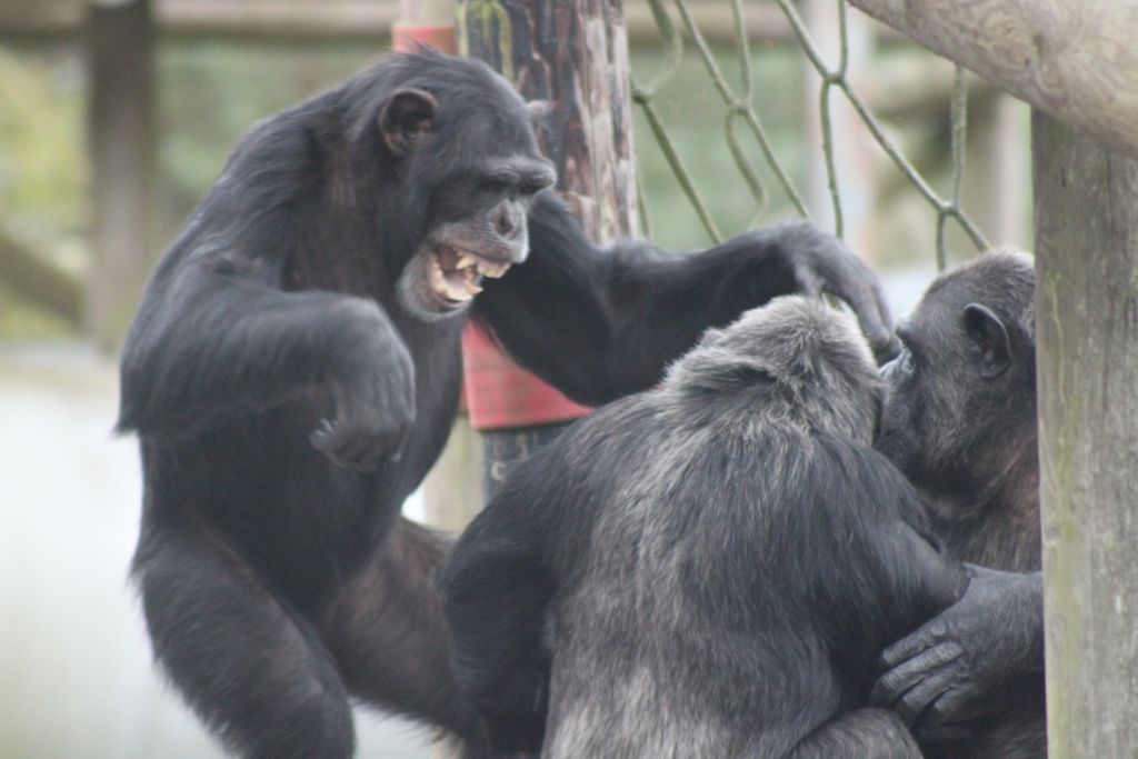 There's always one to disturb the peace... and it's usually Rodders😂 
Helen &amp; Lisa captured this moment of Rodders inserting himself into Naree &amp; Ash's peaceful moment! Thanks so much for sharing this photo from your visit!