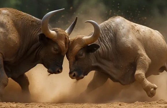 Inkonkoni yajama! 📍