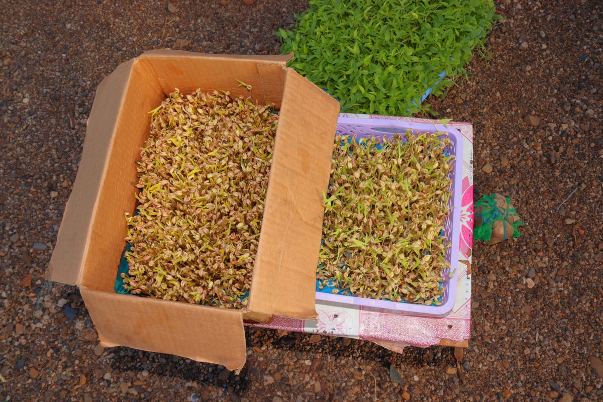 KI4BLI (CBO) tweet media