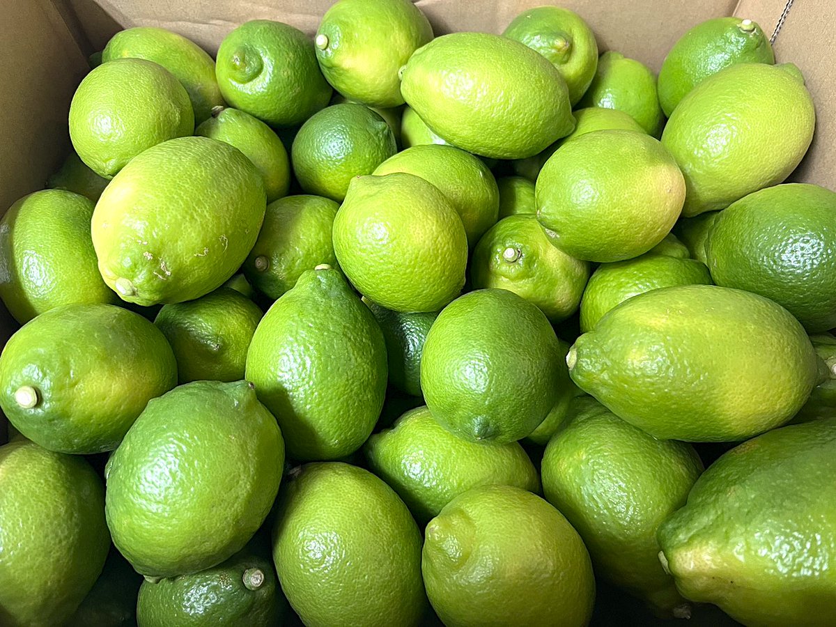 uo1tsudanuma's tweet photo. 【今シーズン初🍋】
広島生口島直送のグリーンレモンが入荷致しました！
サッパリとした味、爽やかな香りを味わって下さい！

#魚一商店 #津田沼 #グリーンレモン #レモンサワー #居酒屋 https://t.co/A9LS2qLYXR