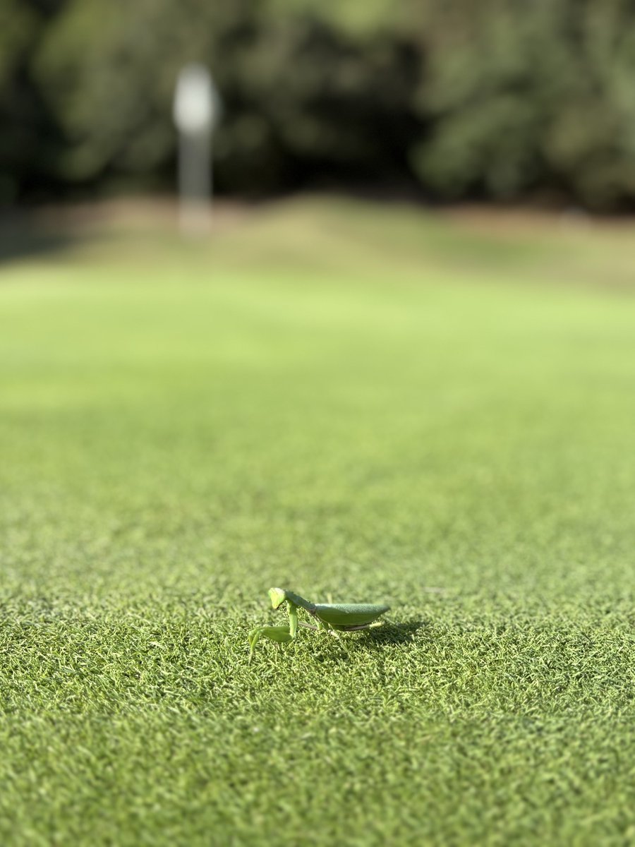 ゴルフに来てます！