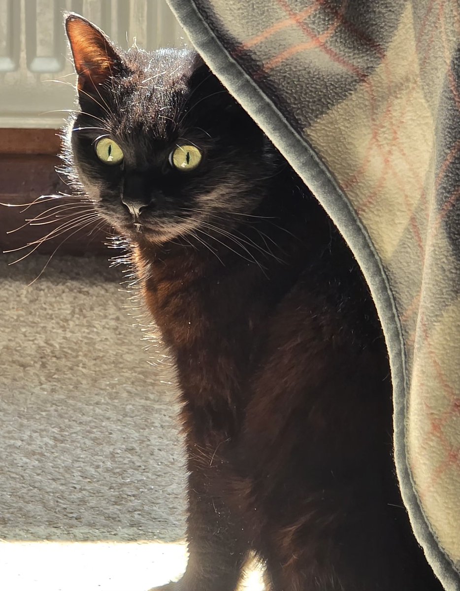 UltraBlakey's tweet photo. 4 years of Luna gotcha day 🖤 https://t.co/444EcJlw4H