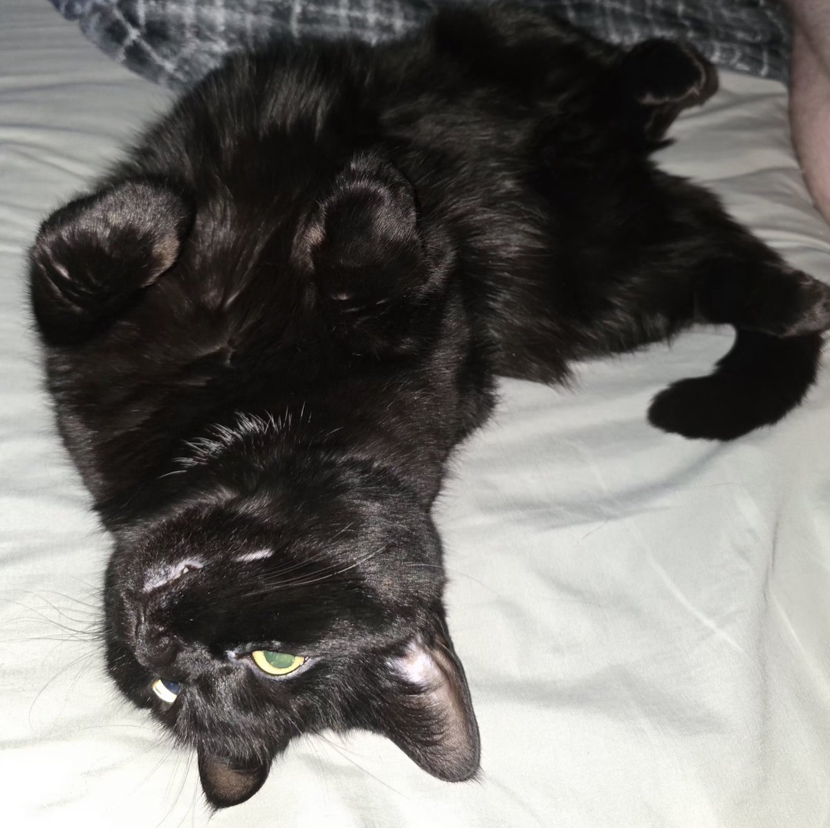 UltraBlakey's tweet photo. 4 years of Luna gotcha day 🖤 https://t.co/444EcJlw4H
