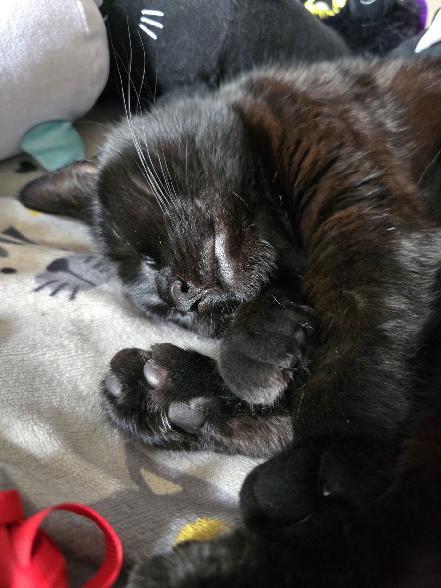 UltraBlakey's tweet photo. 4 years of Luna gotcha day 🖤 https://t.co/444EcJlw4H