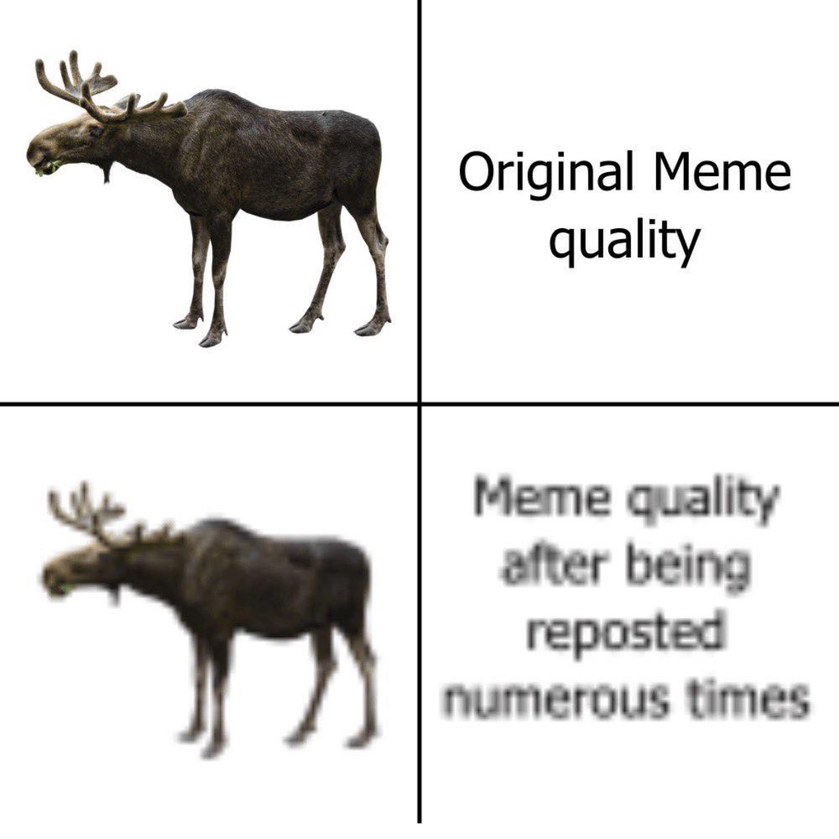 Respectful Memes (@respectfulmemes) on Twitter photo 