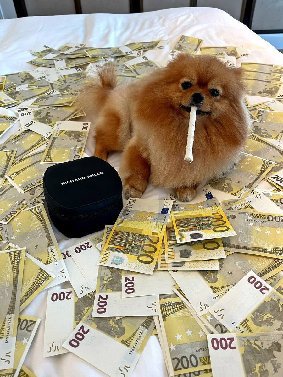 Marc0Zane's tweet photo. @Traderfinn0 You should look into $RICHIE 

The cure Rich nigga dog 🐶 on PF 

Ca: DVHKCZ9xnp1mW5Adyj46sAoHMi6dzkKEQ4cqNz9qpump
TG: https://t.co/Pr3gUA6uVw https://t.co/cLj6kFOmul
