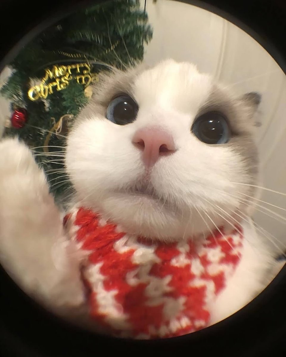 RealBoboTon's tweet image. 所有参数一张图讲清楚👇
🚀重点三件事
1⃣几乎不限额（&amp;gt;$250K需复核）、外汇≈1%、年费$0，返现1–10%。
2⃣实体卡已开放申请，金属/塑料可选。
3⃣VIP3+有免卡费权益。

👉立即申请：bitmart.com/en-US/bitmart-…
还没加入BitMart的小伙伴，传送门👉bitmart.com/invite/cCb8Bh/… （高返佣）
#BitMartCard