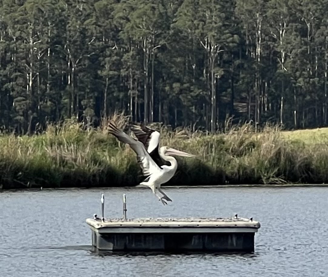 Russell Crowe tweet media