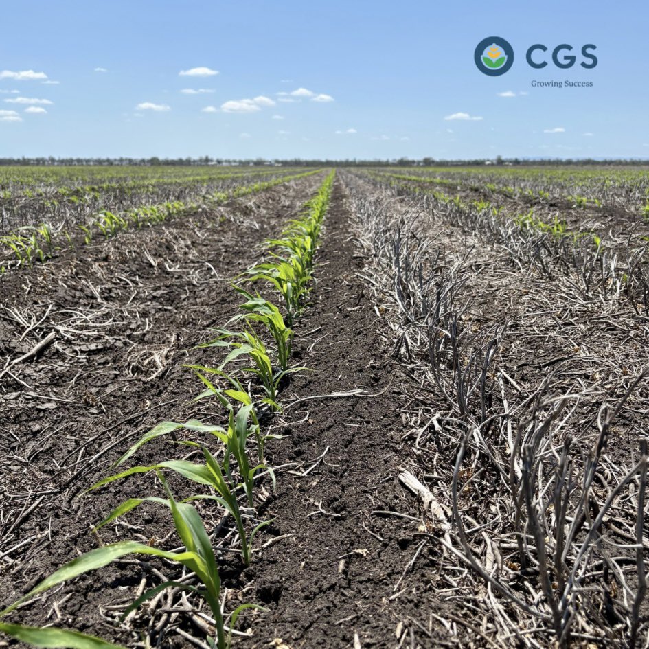 Summer crops are in full swing 🥳🌱
CGS Dalby agronomist Tas has been out in the field crop-checking cotton and sorghum. Here’s a look at CSD’s 746B3F cotton and <a href="/PacificSeeds/">Pacific Seeds</a> Seeds Haliflax sorghum — both powering along nicely after some irrigations and warm weather