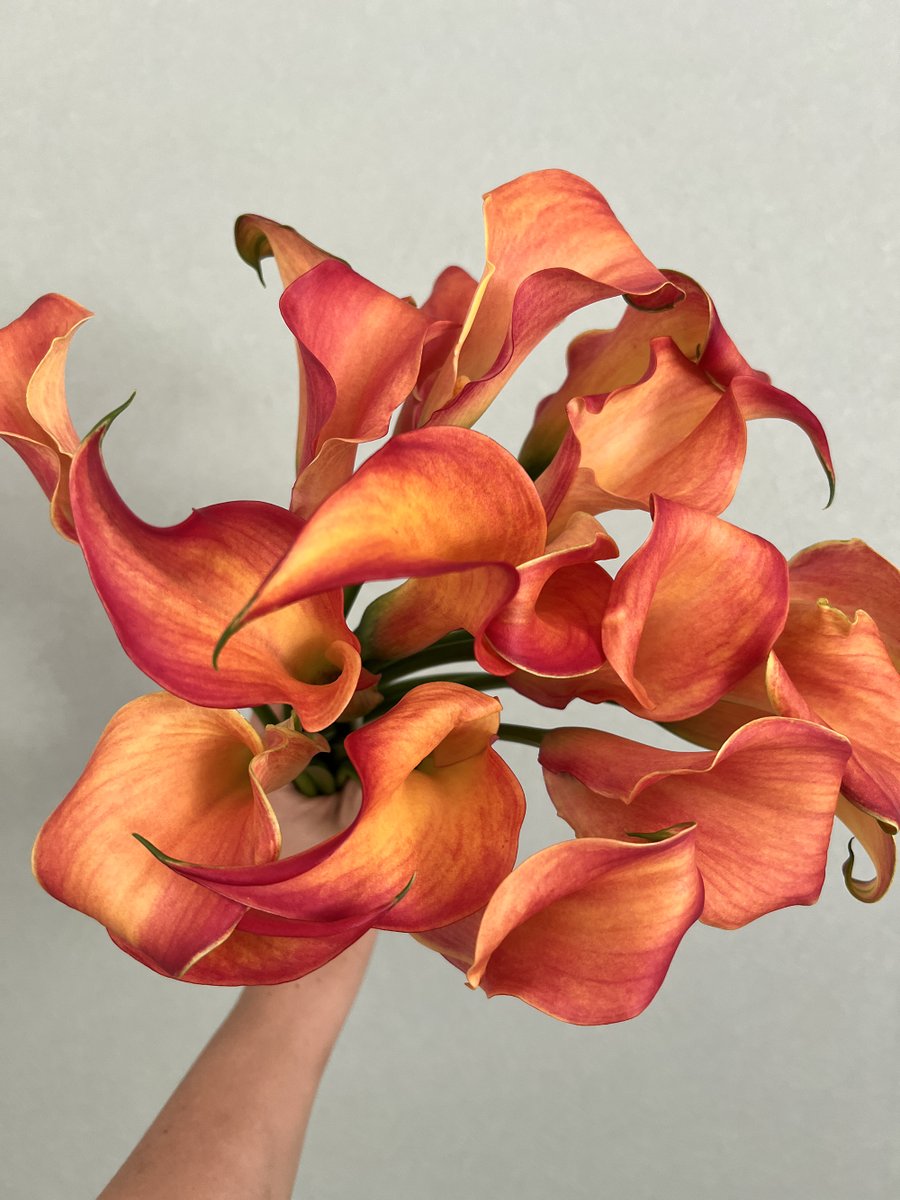 2020スマイルフラワープロジェクト (@jfc1187) / Posts / X