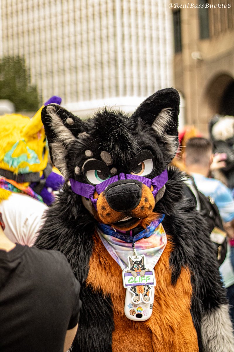 Happy Fursuit Friday, hope everyone has a great day 💙🧡 

🧵 <a href="/JawsNpawsUK/">JawsandPaws_UK</a> 
📸 <a href="/realBassBuckle6/">BassBuckle6</a>