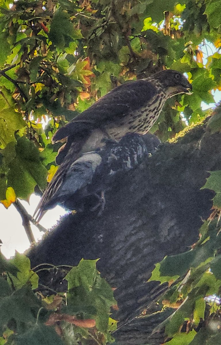 Saw a hawk or falcon fly directly over me today, looked like it had something in its talons. It settled in a tree and the crows were furious. I got a closer look and holy hell it had a pigeon. That bird was carrying a whole 'nother bird!