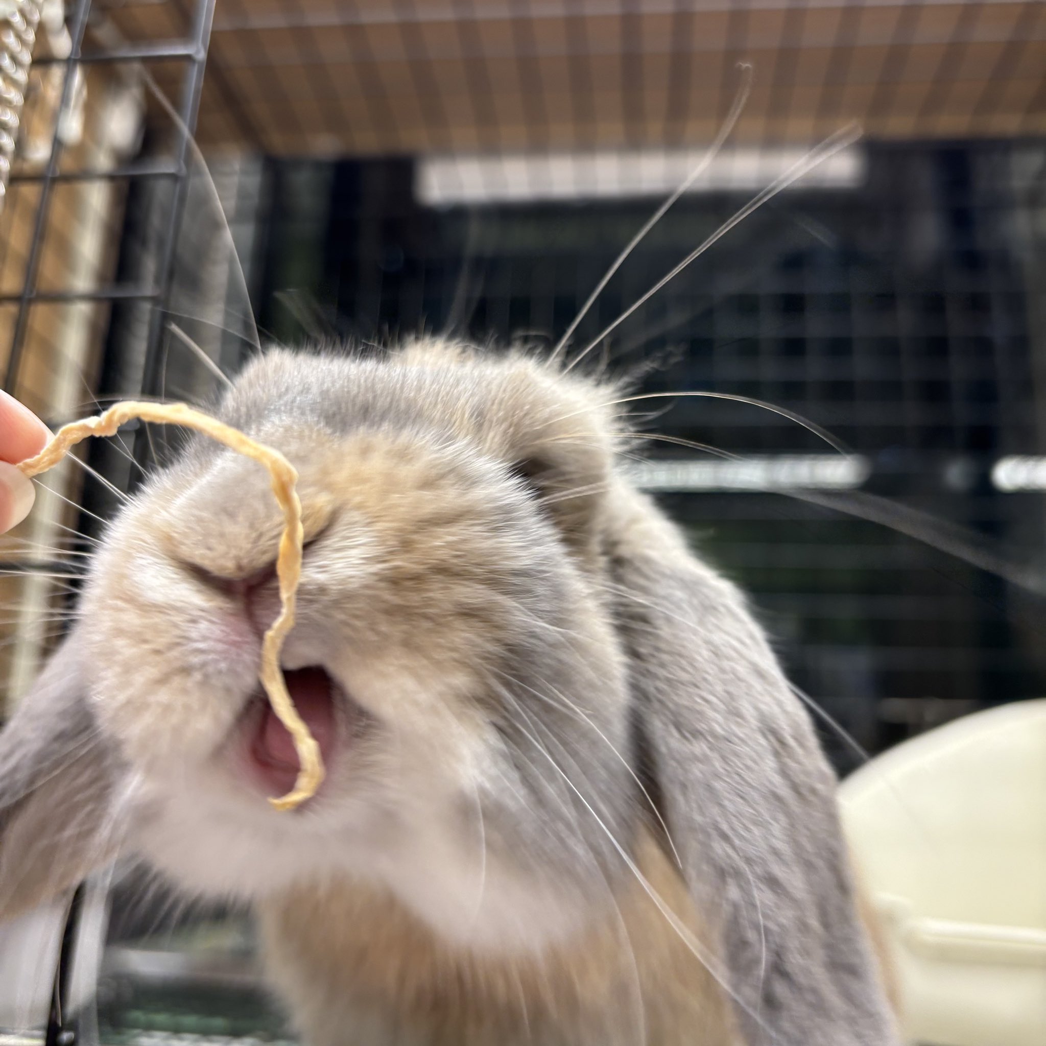 うさぎだいすき うさぎと暮らす 97号