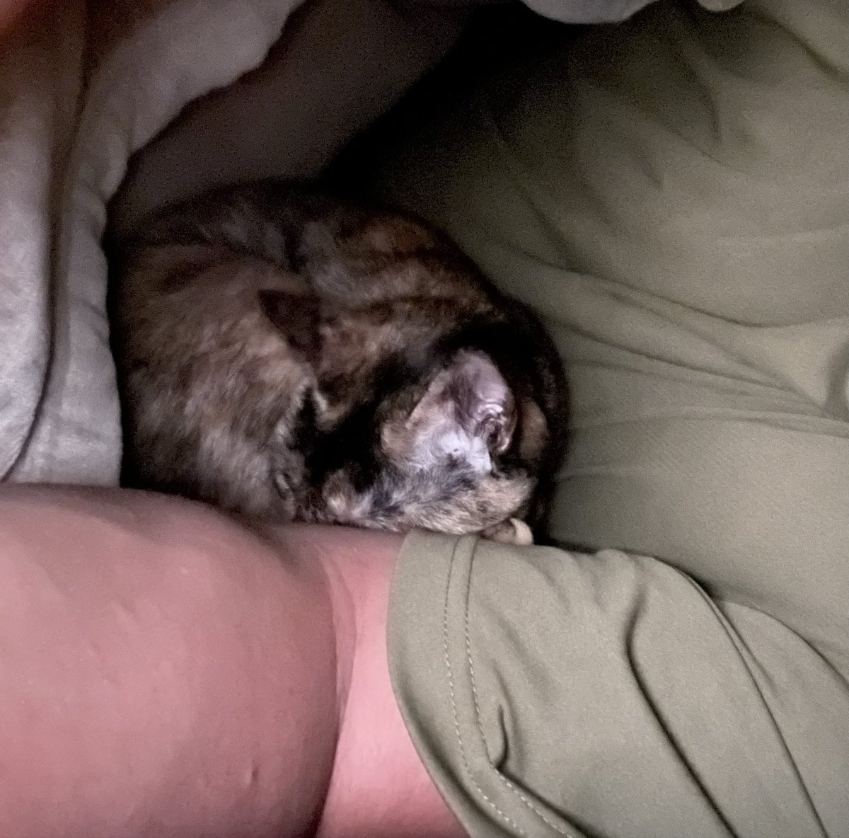 可愛いなあ。さびは可愛いなあ🐈💤
足元で寝るようになったおはぎも、寝ている人をニャーーー！と鳴いて、撫でろと起こすきなこも、目の前の椅子の上で寝るくろもお母さんも可愛いなあ