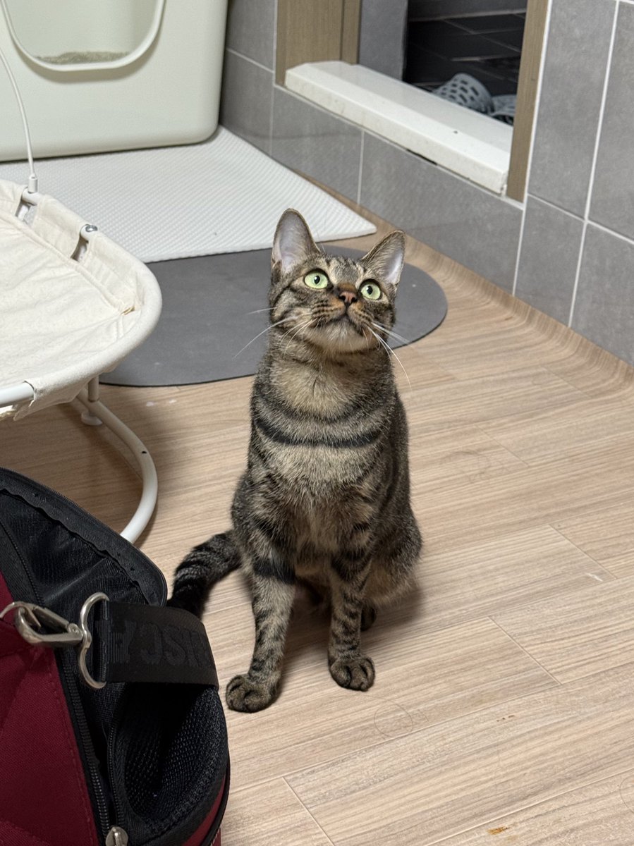 자몽이 가족 찾아요💜 스팸이랑 치킨 얻어 먹고 살던 자몽이는 첫 출산 때 들개에게 아기들을 모두 잃고 입보처에서 두 번째 출산을 했어요🥲 아가들은 모두 입양 가서 이제 자몽이 차례예요! 미묘 자몽이의 묘연을 기다립니다🙇‍♀️
#입양문의는프로필링크참고❤️
#임보냥_자몽 #입양홍보